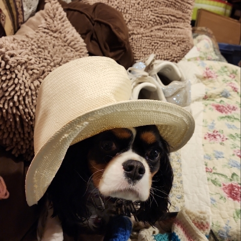 King charles caviler picture